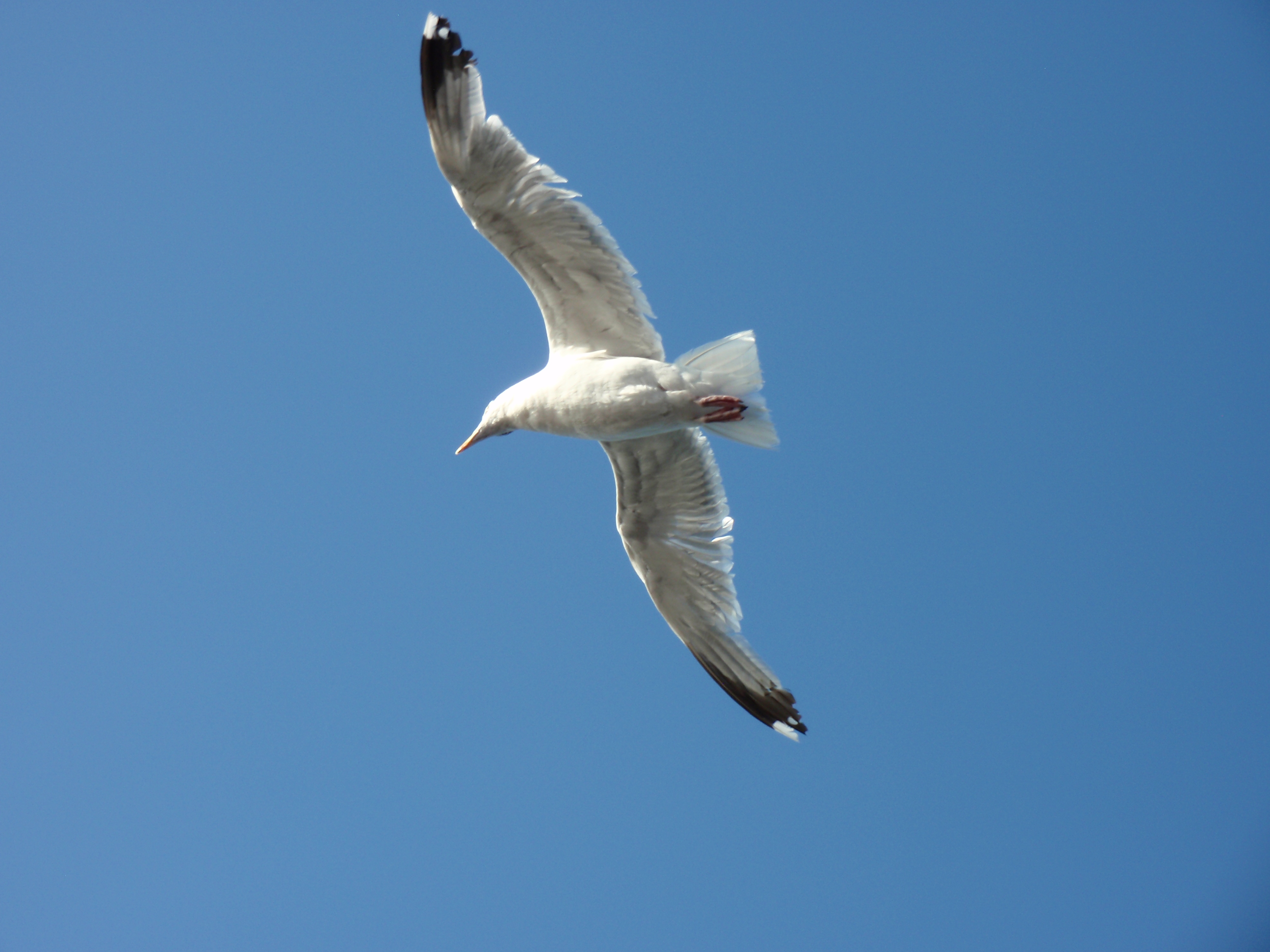 Die M&ouml;we Jonathan, Norderney